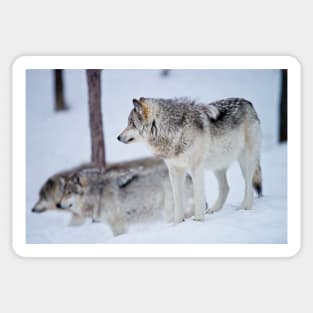 Gray Wolves Sticker